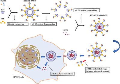 A Review on Drug Delivery System for Tumor Therapy